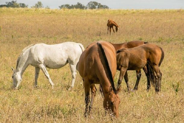 La encefalomielitis equina sigue avanzando en Uruguay