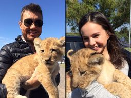 tinelli prepara su regreso a la television con un leon bebe tinelli prepara su regreso a la television con un leon bebe