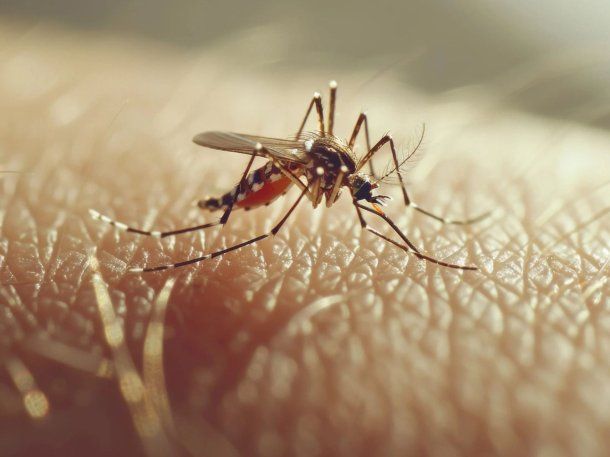 Qué es el virus oropouche detectado en América Latina y para el cual no hay vacuna