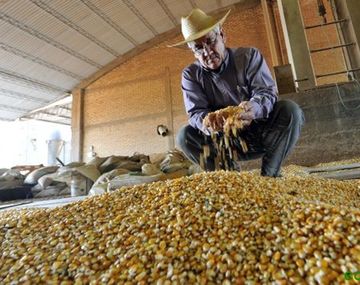 Europa avanza en el cultivo de los transgénicos