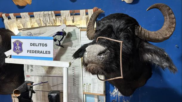 Allanaron un taller clandestino de taxidermia en Berazategui