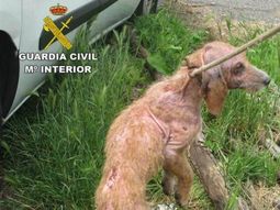 Las autoridades rescataron a 15 perro desnutridos y enfermos Las autoridades rescataron a 15 perro desnutridos y enfermos