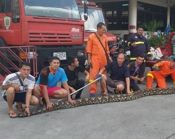 Hallan una serpiente de 8 metros en un bar