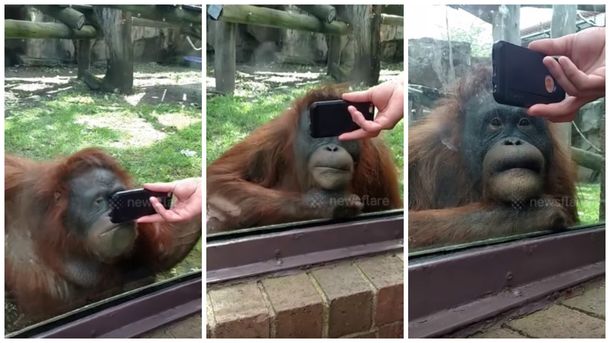 Un orangután queda hipnotizado al ver videos de otros de su especie