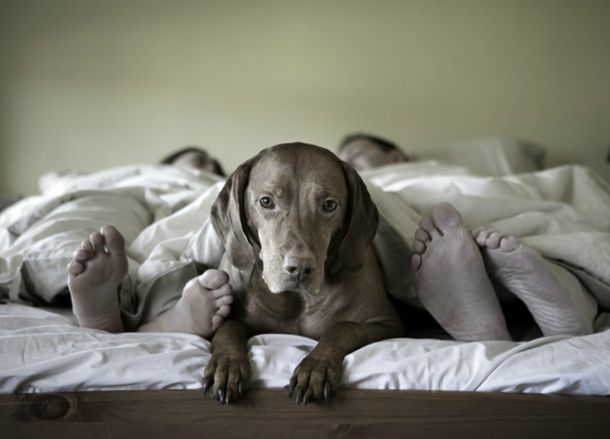 La inteligencia artificial reveló cómo serán las mascotas del futuro.