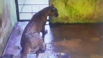 Piden liberar al puma capturado en Cataratas Piden liberar al puma capturado en Cataratas