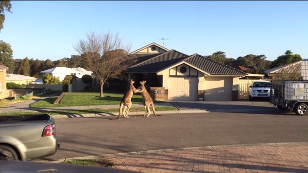 VIDEO: dos canguros se pelean en la calle a la vista de todos