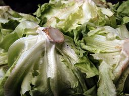 alerta por la escasez de lechuga en verdulerias