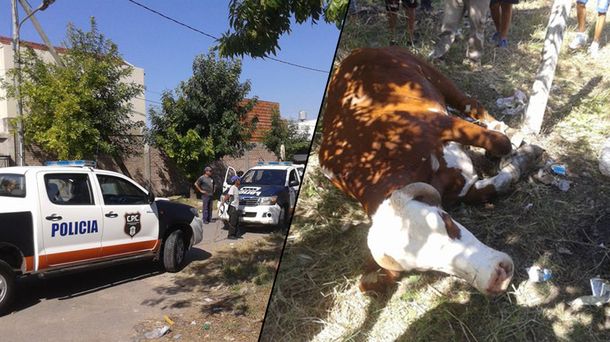 Un toro hirió a cuatro personas y causó pánico en Quilmes