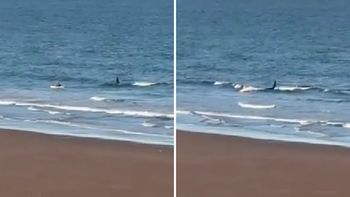 Una orca persiguió a un kayakista en Río Negro Una orca persiguió a un kayakista en Río Negro