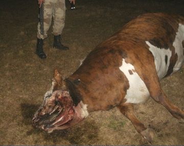¿Volvió El Chupacabras?: una vaca apareció mutilada en Entre Ríos