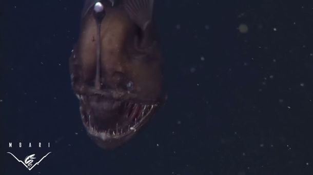 Conocé al diablo negro, el pez más feo del mundo