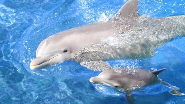 Una pareja tendrá como asistentes del parto a un grupo de delfines