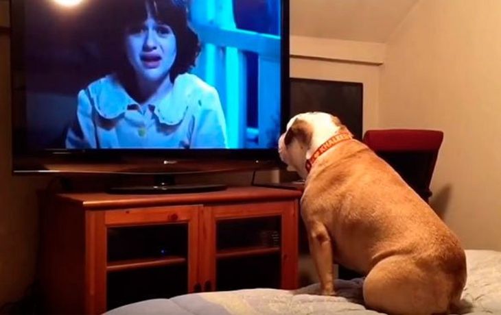 La reacción de un bulldog al ver  película de terror