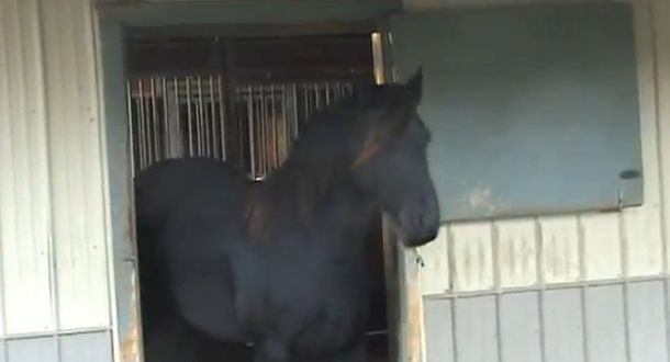 Una yegua que abre cerrojos logra miles de visitas en la web