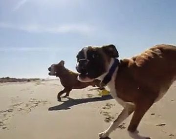 Furor en la Web por un perro de dos patas