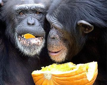 Chimpances