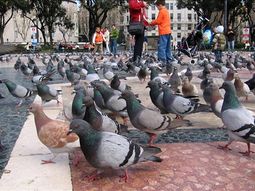 Apartan al funcionario que propuso usar palomas como alimento