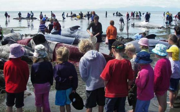 Unas 200 ballenas quedaron varadas en las costas de Nueva Zelanda