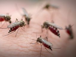 Alarma y preocupación por la llegada de una nueva especie de mosquito al continente americano