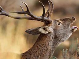 Un ciervo en celo mató a un hombre y dejó herida a su mujer