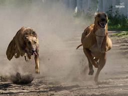 A pesar de la prohibición se siguen haciendo carreras de galgos A pesar de la prohibición se siguen haciendo carreras de galgos