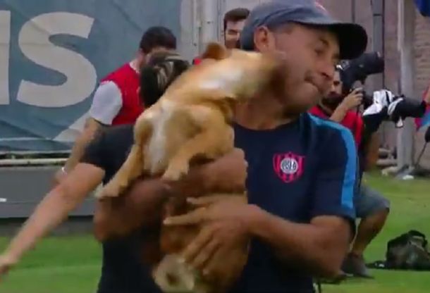 Un perro invadió la cancha de San Lorenzo