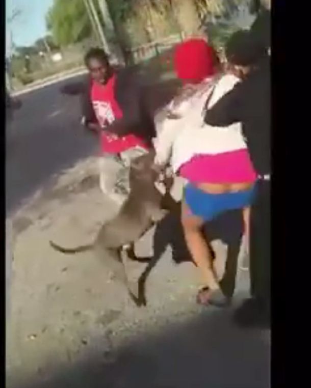 Así salvó un pitbull a una chica de ser agredida