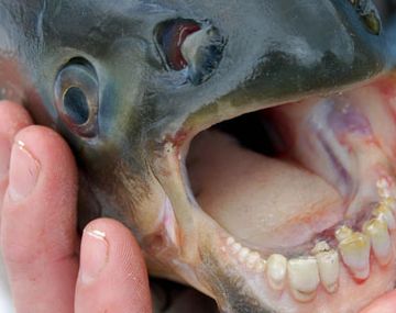 Un pez argentino muerde testículos y amenaza bañistas