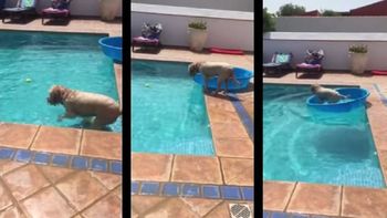 super inteligente: perro agarro pelota de una pileta sin mojarse super inteligente: perro agarro pelota de una pileta sin mojarse
