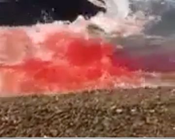 El brutal ataque de dos orcas a un lobo marino