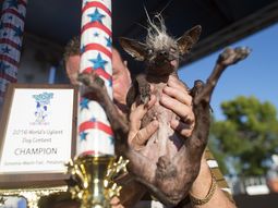un crestado chino se corono como el perro mas feo del mundo un crestado chino se corono como el perro mas feo del mundo