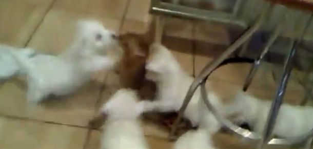 VIDEO: Un grupo de perritos ataca sin piedad a un gato
