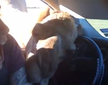 El camello que se come el brazo de un turista