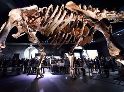 El Titanosauri, el dinosaurio más grande del mundo