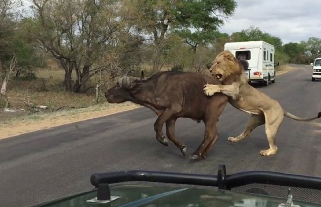 Sudáfrica: el inesperado final de una pelea entre dos leones y un búfalo