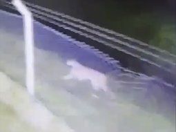 Miedo en Mar Chiquita por la aparición de un puma suelto