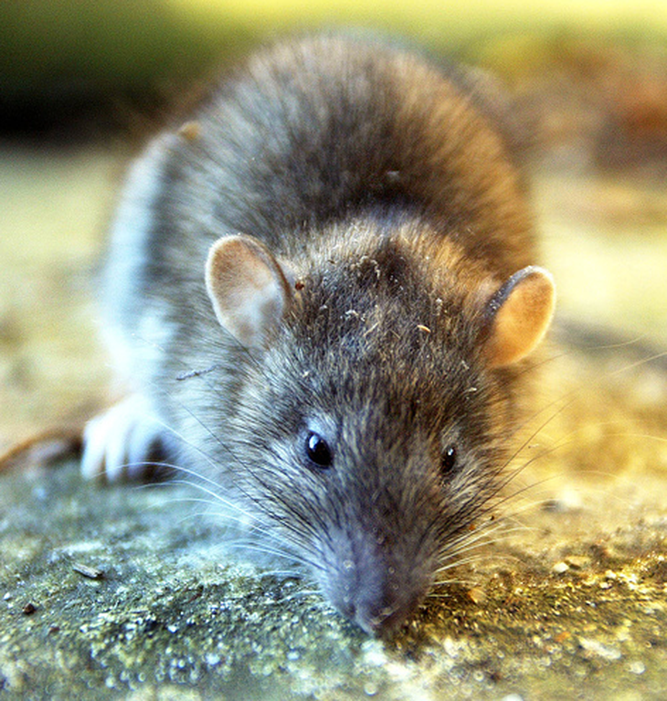 Alerta ratas: preocupa invasión en carritos de la Costanera