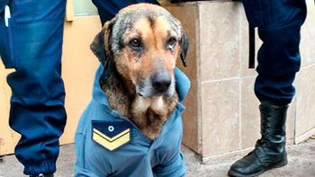 este es el verdadero perro policia de cordoba este es el verdadero perro policia de cordoba