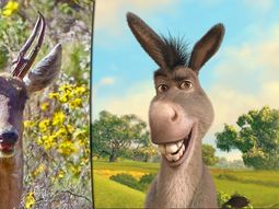 sturzenegger viajo a fotografiar tarucas y las redes sociales se inundaron de memes sturzenegger viajo a fotografiar tarucas y las redes sociales se inundaron de memes