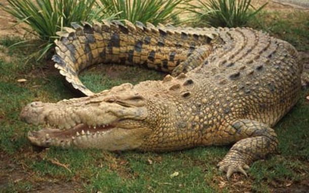 Cocodrilo australiano
