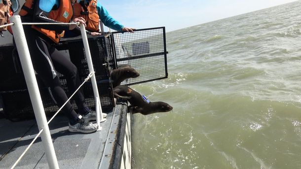 Los lobos marinos fueron equipados con dispositivos que permitirán descubrir qué sucede con su alimento