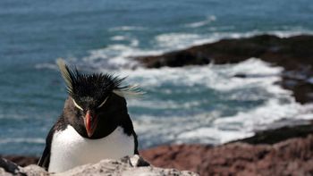pingüinos comienzan a poblar las costas de puerto deseado pingüinos comienzan a poblar las costas de puerto deseado