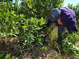 El drama de los tareferos: les pagan un peso por el kilo de yerba y trabajan entre 12 y 14 horas