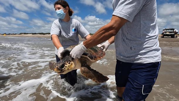 Devolvieron al mar a tres tortugas cabezonas rescatadas