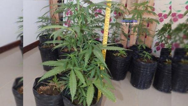 Deturiveron a tres médicos con 19 plantas de marihuana - Crétido:&nbsp;lmneuquen.com