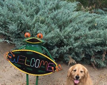 Un perro, elegido como alcalde de Idyllwild, California - Crédito: Facebook Mayor Max