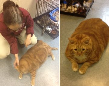 El gato más gordo del mundo lucha por recuperar su salud