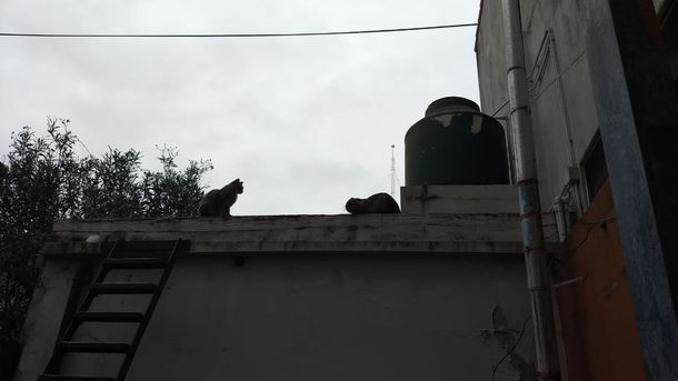 Luchito junto a los gatos de la familia de Eduardo en los techos de su casa en La Boca