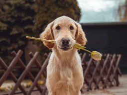 Por qué este viernes 21 de julio es el Día Mundial del Perro